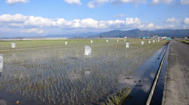 11月中旬のイ草畑（熊本県八代市）