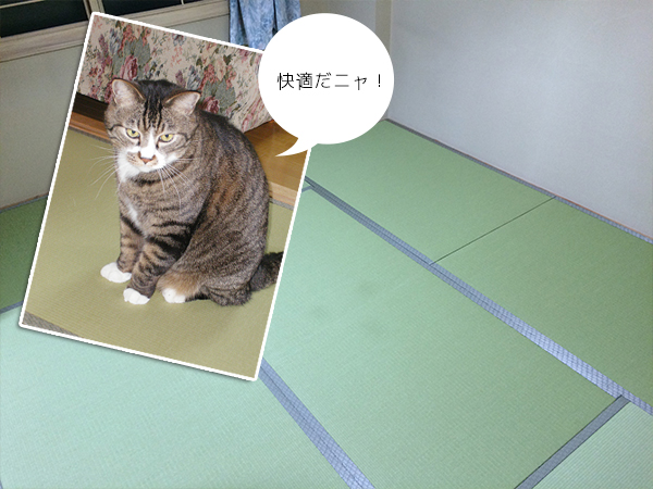 猫の爪も引っかかりにくい目積の畳